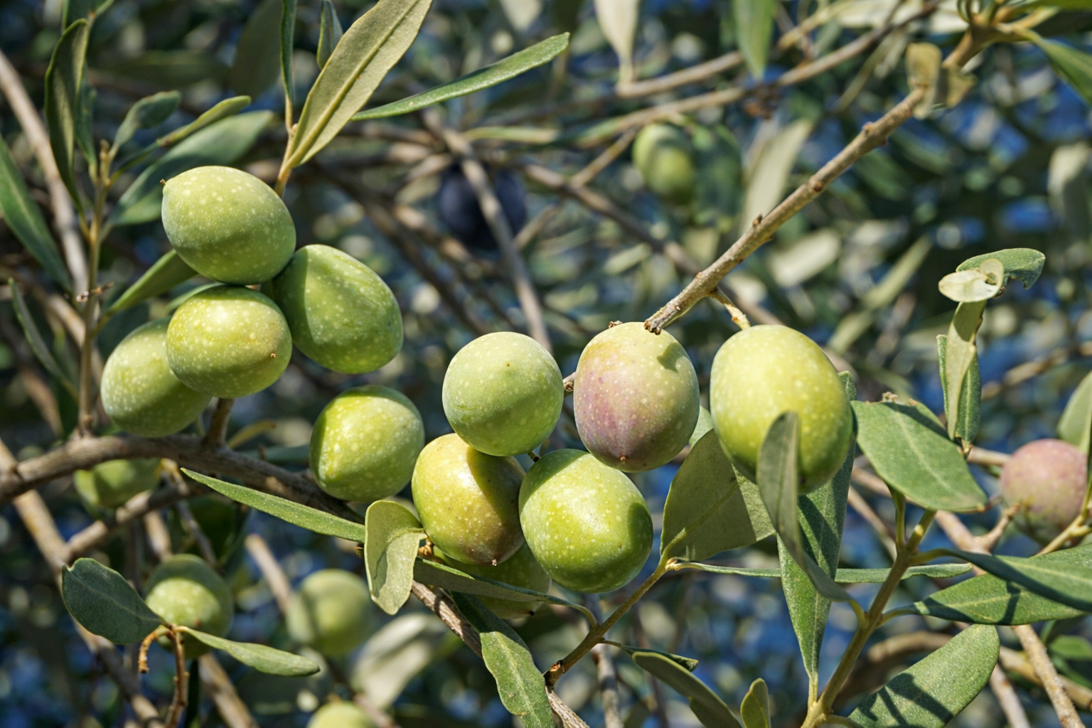 Green olives on an olive tree branch in Sicily