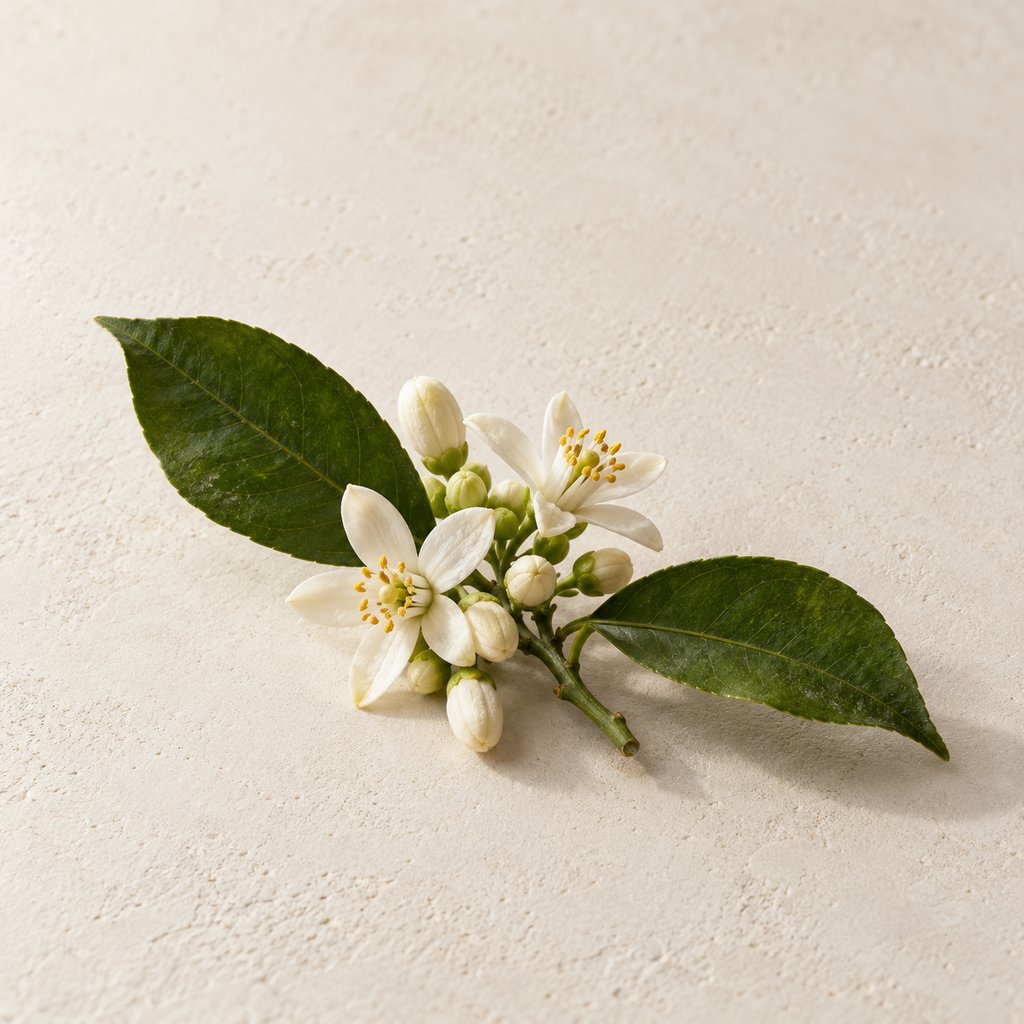 White neroli orange blossoms and green leaves on a cream background